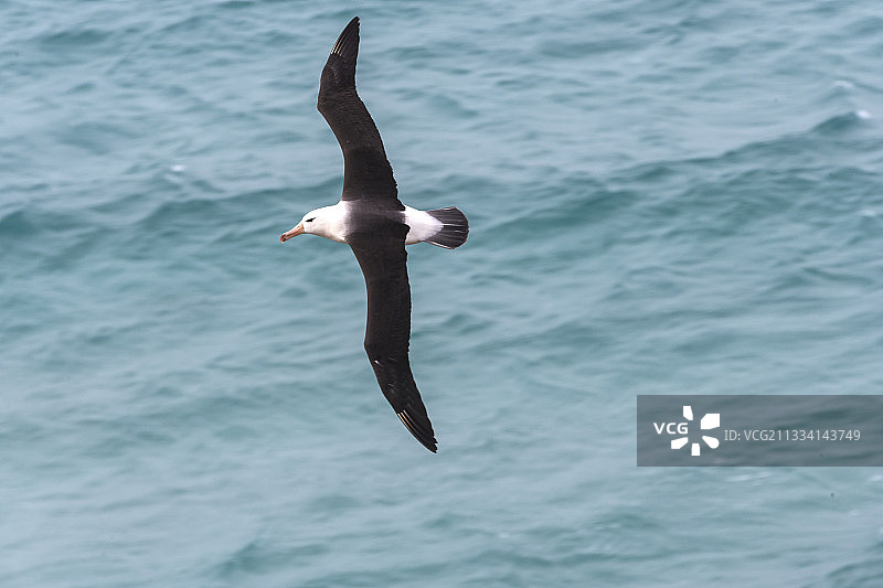 飞行中的黑眉信天翁 - 福克兰群岛图片素材
