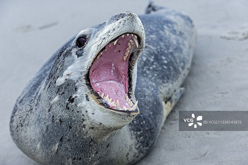 沙滩上的豹海豹 - 福克兰群岛图片素材