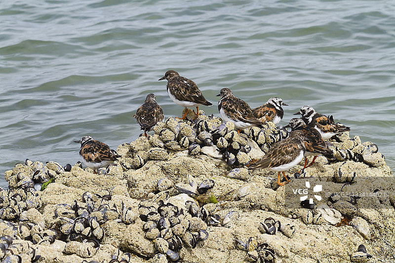 翻石鹬在法国布列塔尼礁石海岸图片素材
