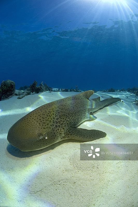 新喀里多尼亚沙底上的豹纹鲨图片素材