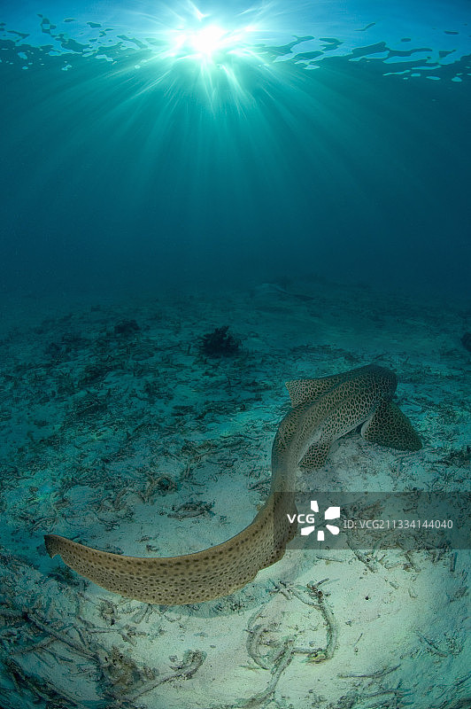 新喀里多尼亚沙底上的豹纹鲨图片素材