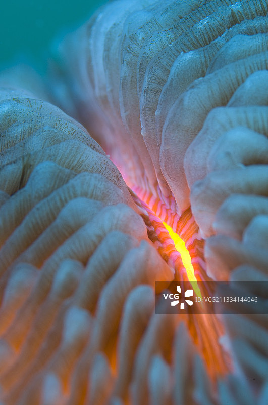 新喀里多尼亚的蘑菇珊瑚细节图片素材