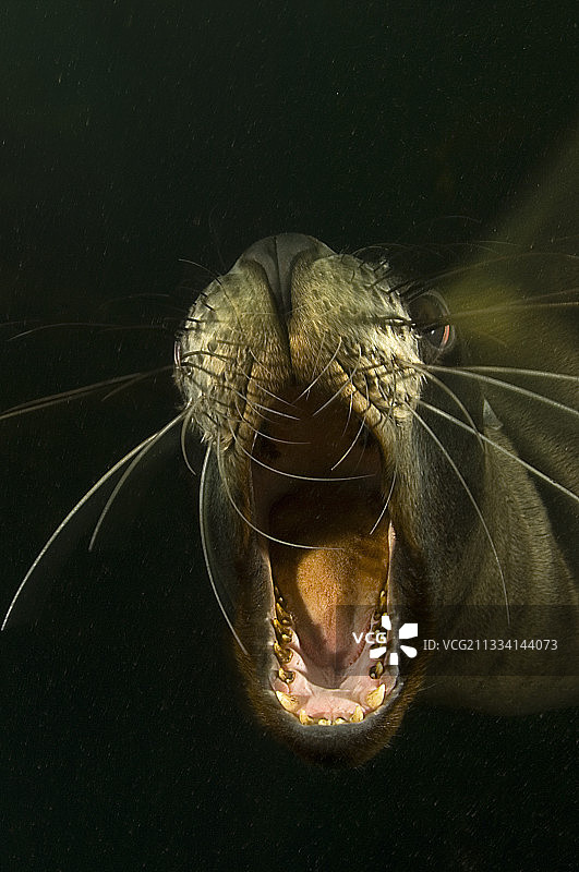 胡克海狮肖像 - 新西兰坎贝尔岛图片素材