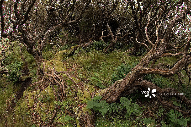 恩德比岛，新西兰的畸形瑞塔森林图片素材