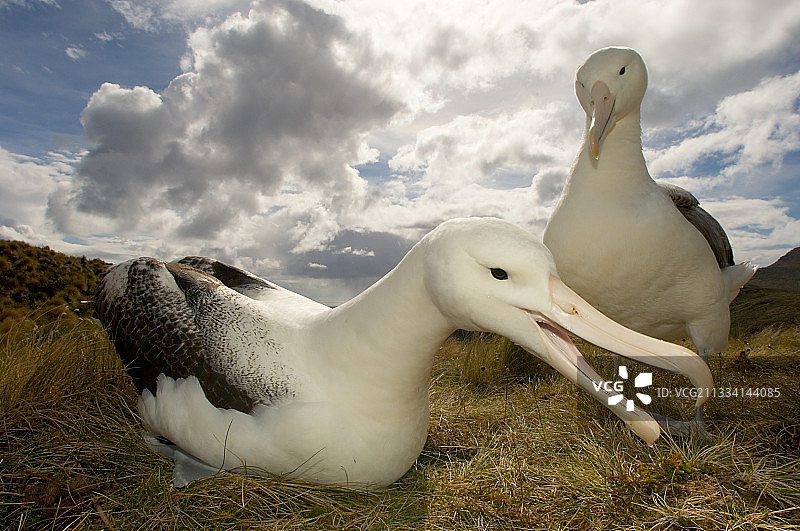 坎贝尔岛皇家信天翁展示，新西兰图片素材