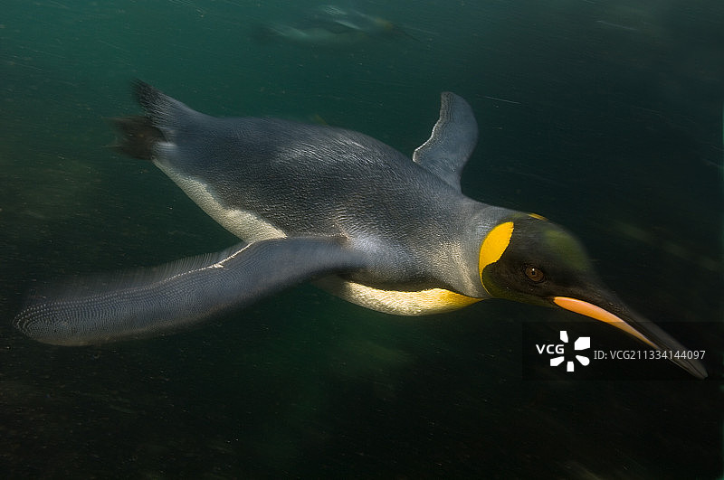 水下的帝企鹅 - 澳大利亚麦夸里岛图片素材