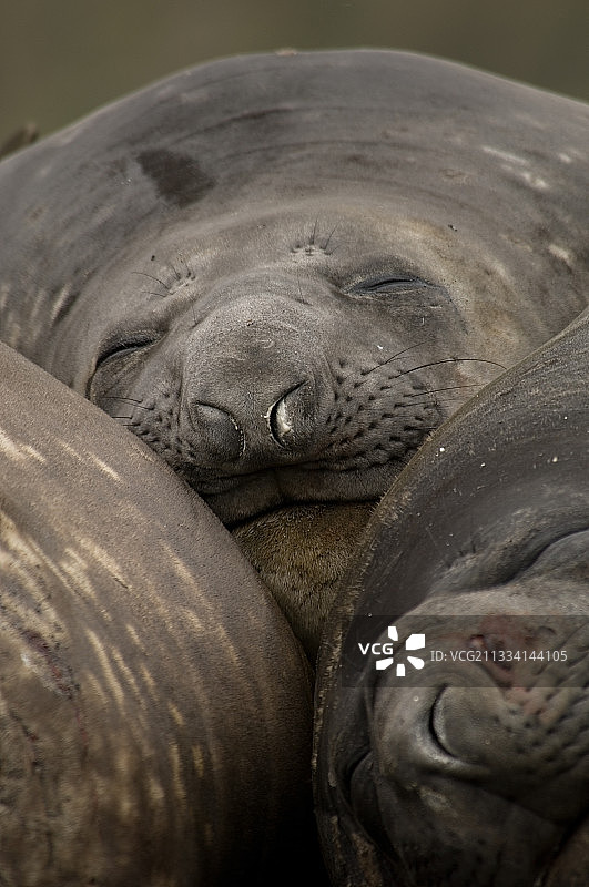 在澳大利亚麦夸里岛睡觉的雌性象海豹图片素材