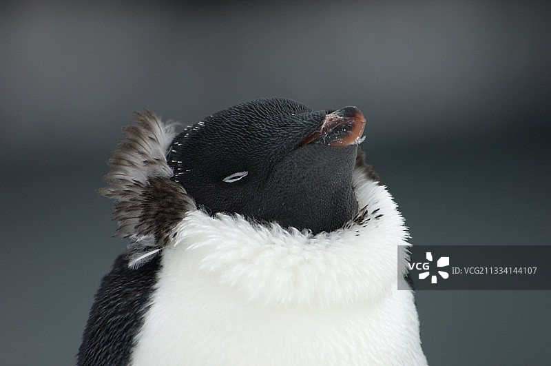 罗斯海南极洲换羽的阿德利企鹅图片素材