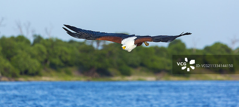 非洲海雕在肯尼亚飞行中捕鱼图片素材