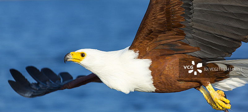 非洲海雕在肯尼亚飞行中捕鱼图片素材