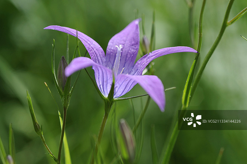 夏季蔓延的 Campanula 花朵 - 法国凯拉斯阿尔卑斯山图片素材