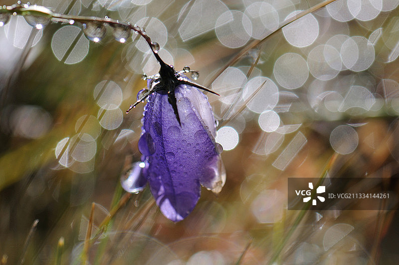法国凯拉斯阿尔卑斯山脉露珠中的高山风铃草图片素材
