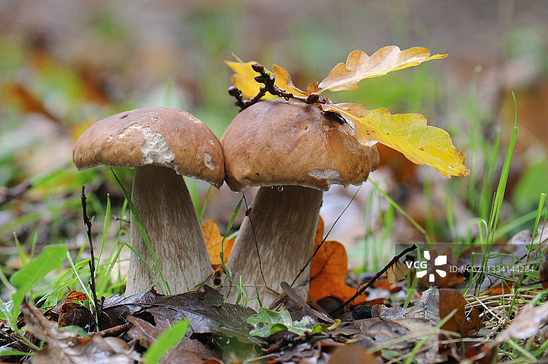 法国森林附近的波尔多牛肝菌图片素材