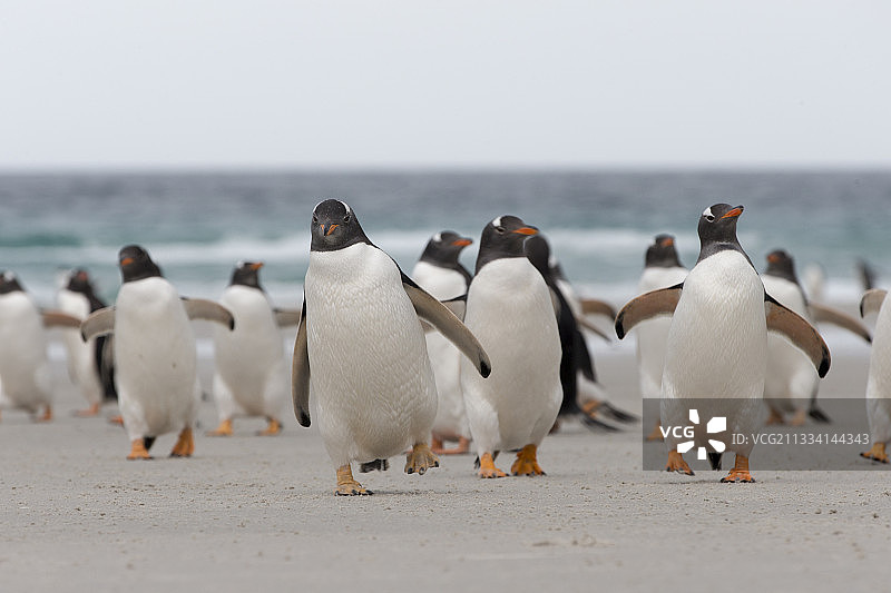 福克兰群岛桑德斯岛海滩上的巴布亚企鹅图片素材