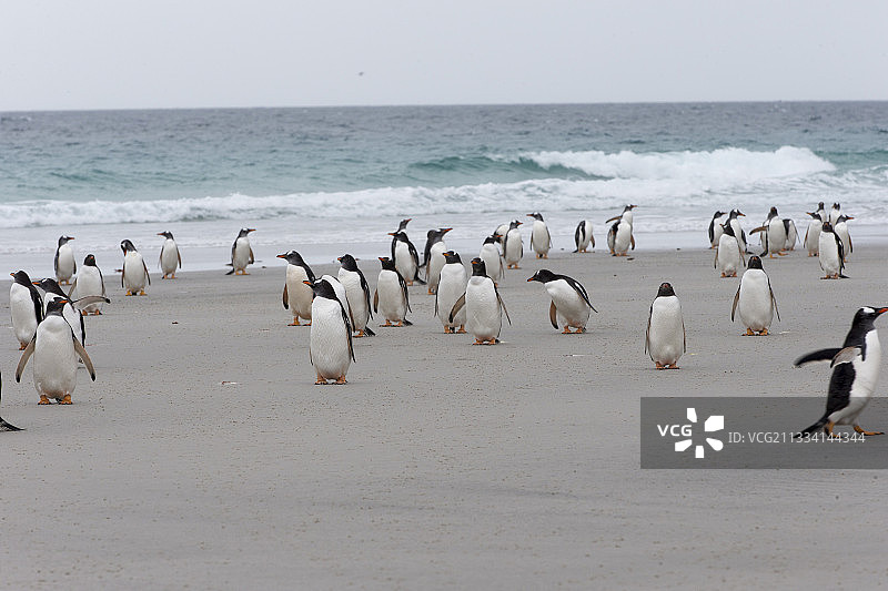 福克兰群岛桑德斯岛海滩上的巴布亚企鹅图片素材