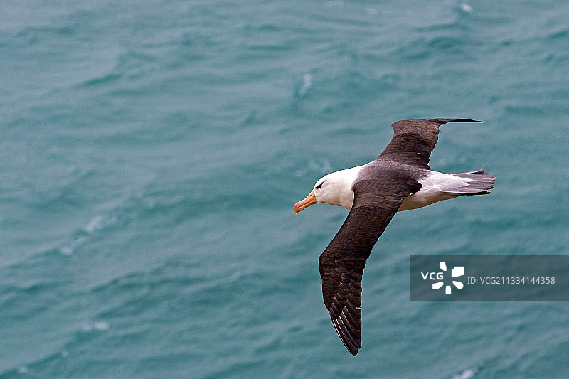 飞行中的黑眉信天翁-福克兰群岛桑德斯岛图片素材