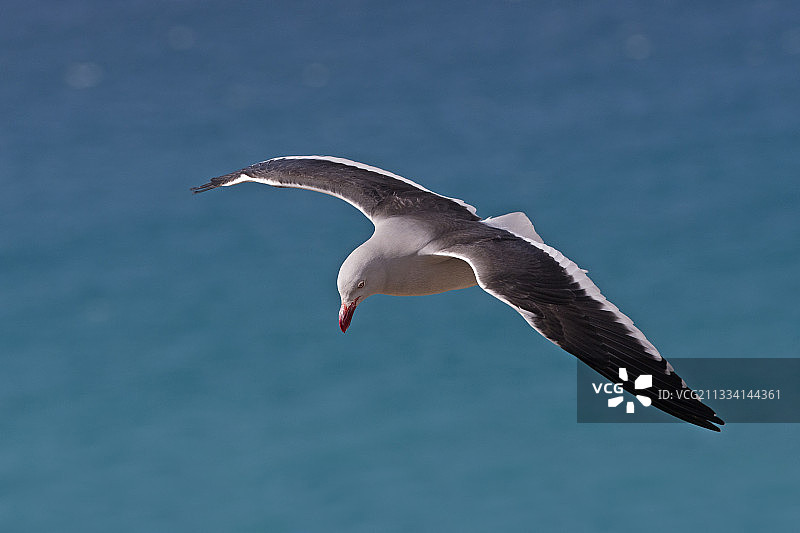 飞行中的海豚鸥 - 福克兰群岛桑德斯岛图片素材