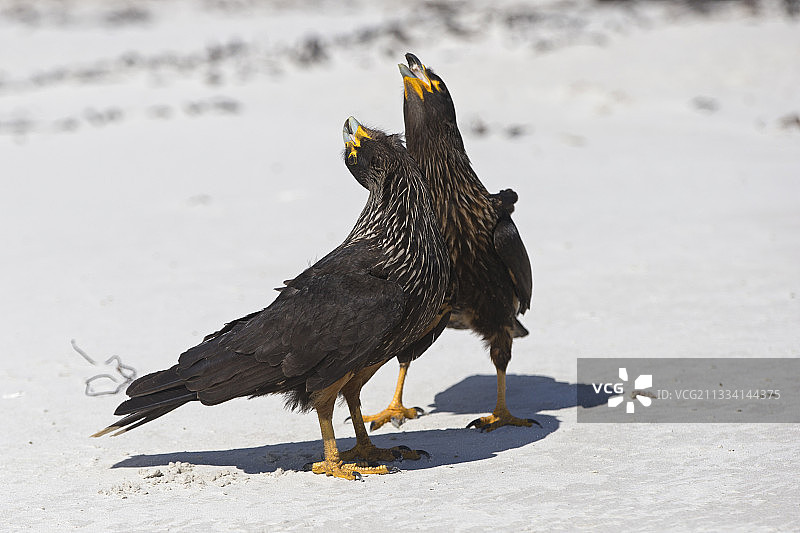 纹腹卡拉鹰展示 - 桑德斯岛，福克兰群岛图片素材