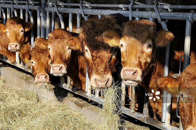 利穆赞奶牛正在吃干草-法国北部孚日图片素材