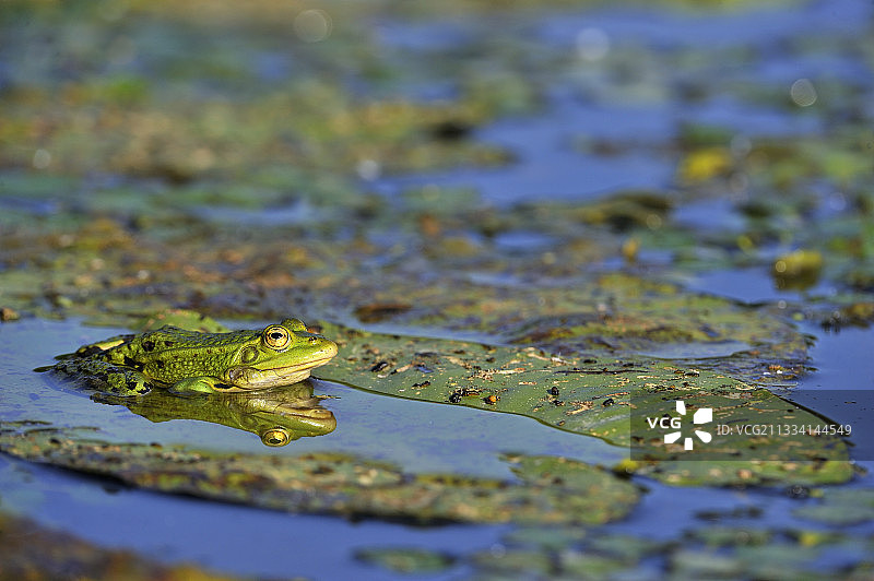 绿色的青蛙在百合叶上，黄色的法国图片素材