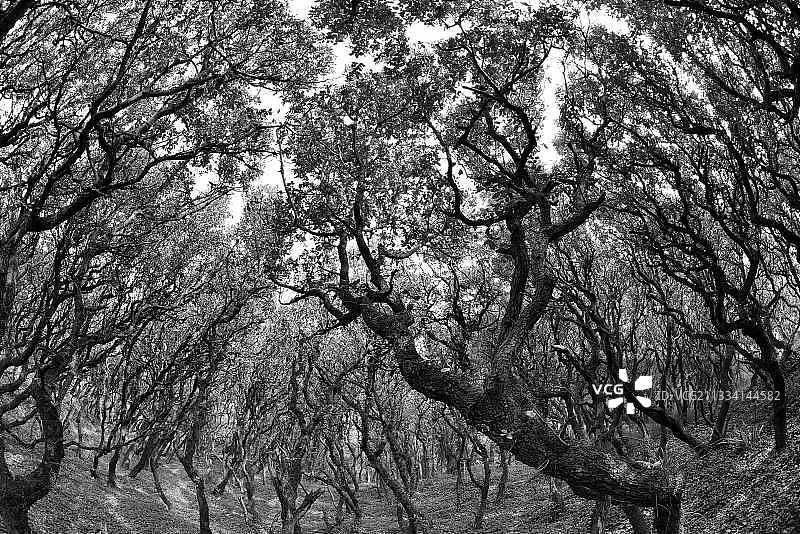 法国奥莱龙岛的栓皮栎森林图片素材