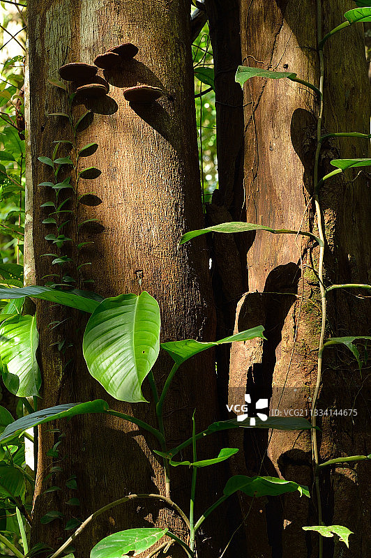 法属圭亚那雨林的灌木丛图片素材