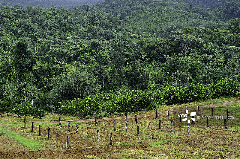 农业种植园 - 法属圭亚那可可村庄图片素材