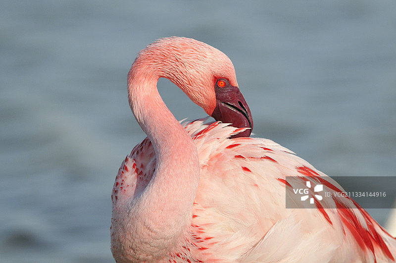 小红鹳肖像 - 法国蓬德高图片素材
