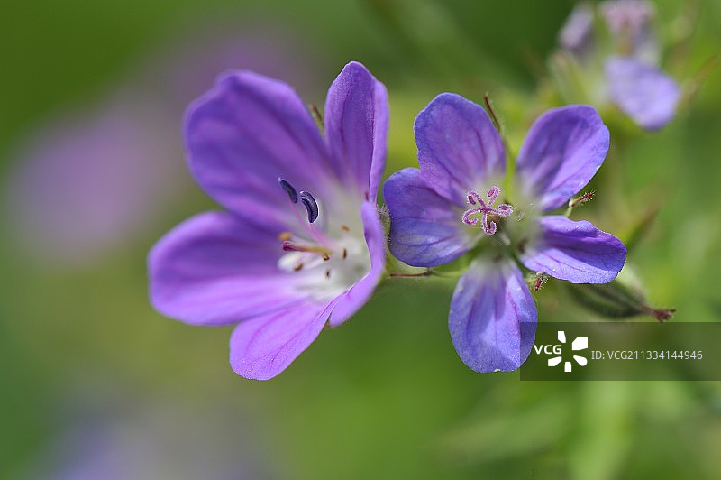 木鹤蕉花 - 法国博日图片素材