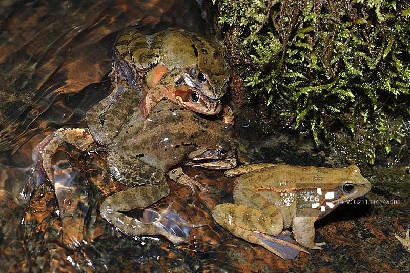欧洲青蛙交配 - 法国图片素材