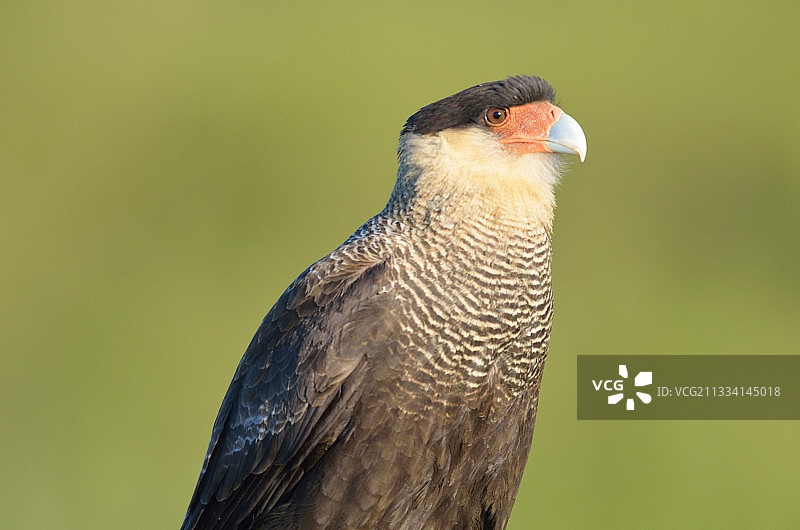 阿根廷凤头卡拉鹰肖像图片素材
