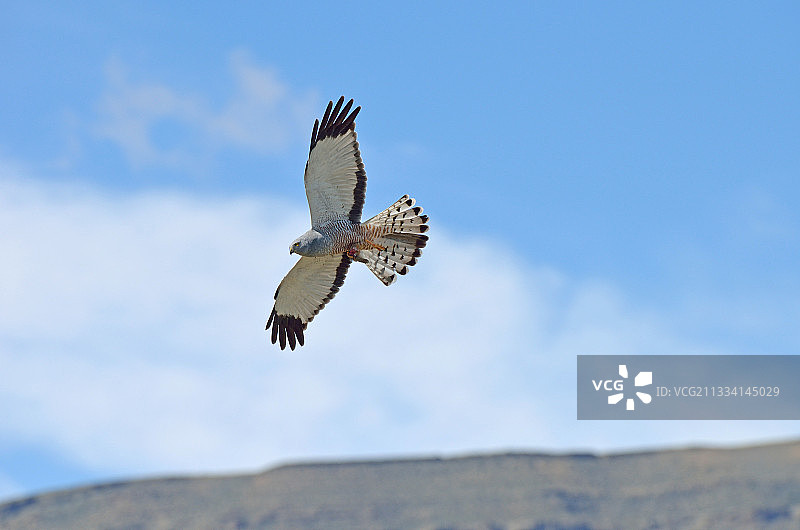带爪子的野兔脚图片素材