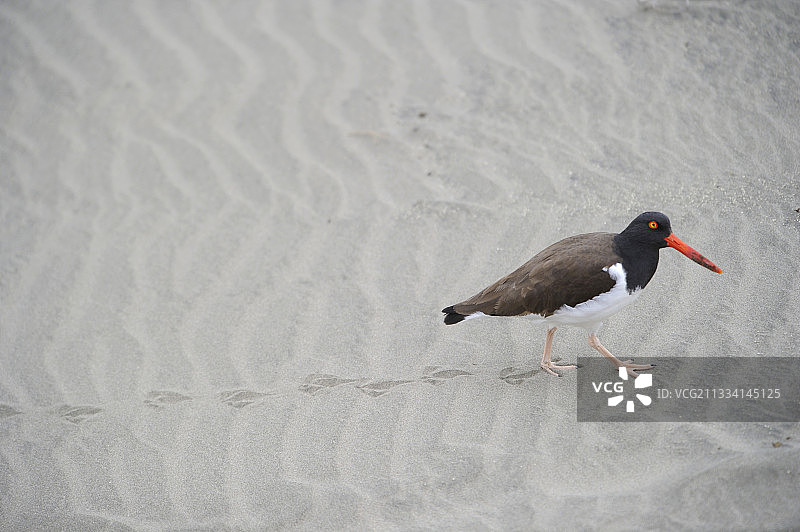 在沙滩上行走的美洲蛎鹬 - 阿根廷图片素材