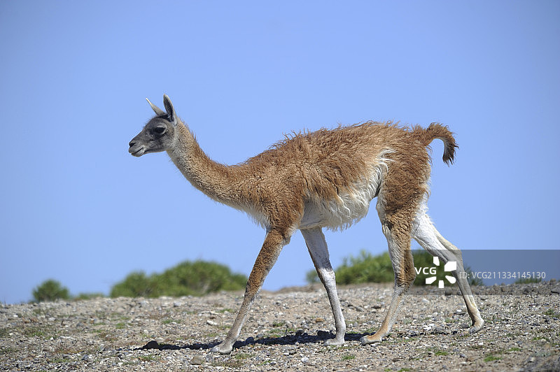 行走的骆马，阿根廷图片素材