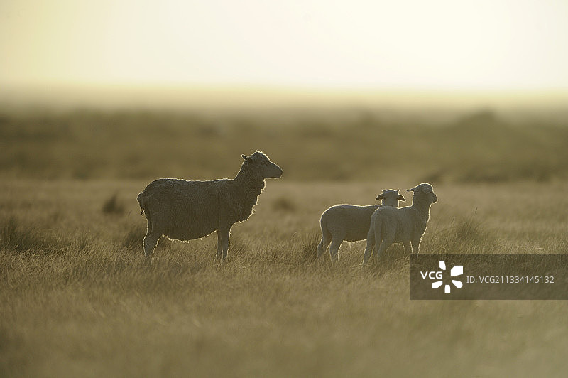 潘帕斯草原上的美利奴羊 - 阿根廷巴塔哥尼亚图片素材