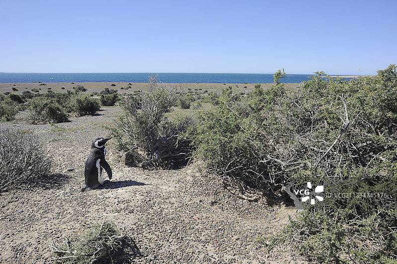 阿根廷蓬塔汤博的麦哲伦企鹅群落图片素材