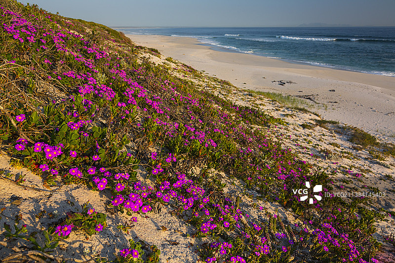 露草——南非珍珠湾图片素材