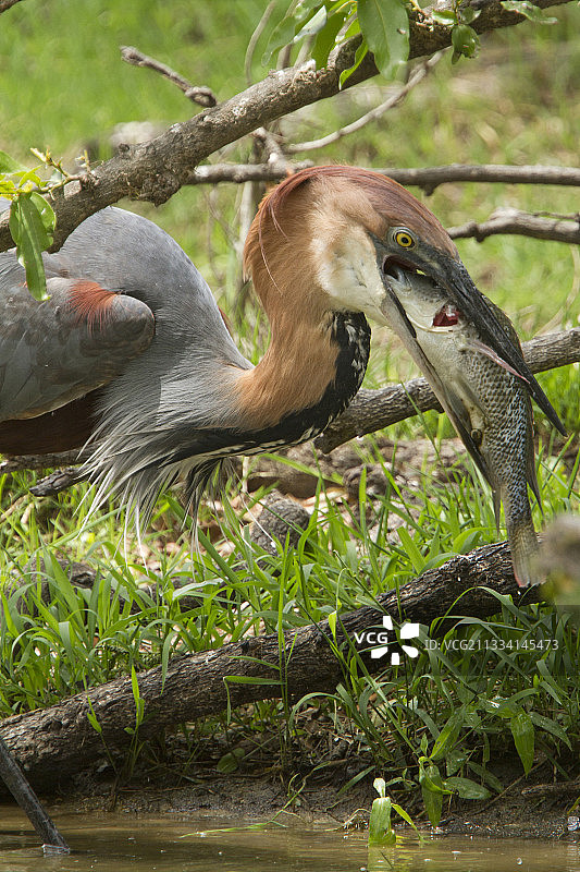 巨鹭捕鱼 - 南非克鲁格图片素材