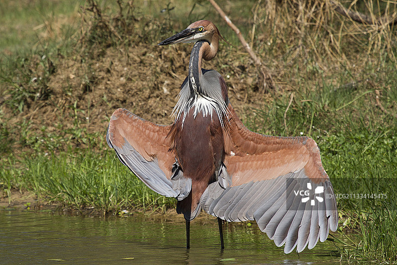 正在取暖的歌利亚鹭 - 南非克鲁格图片素材
