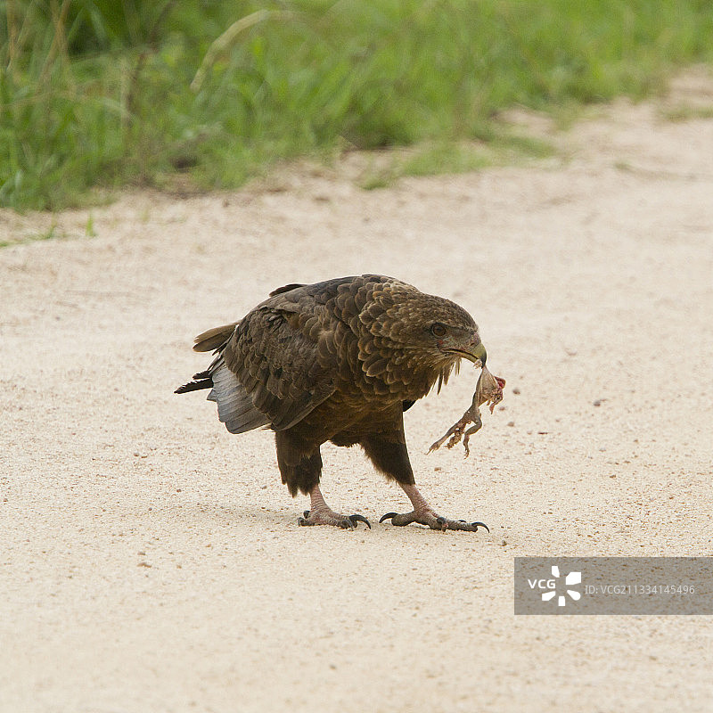 未成熟的猛雕捕获青蛙 - 南非克鲁格图片素材