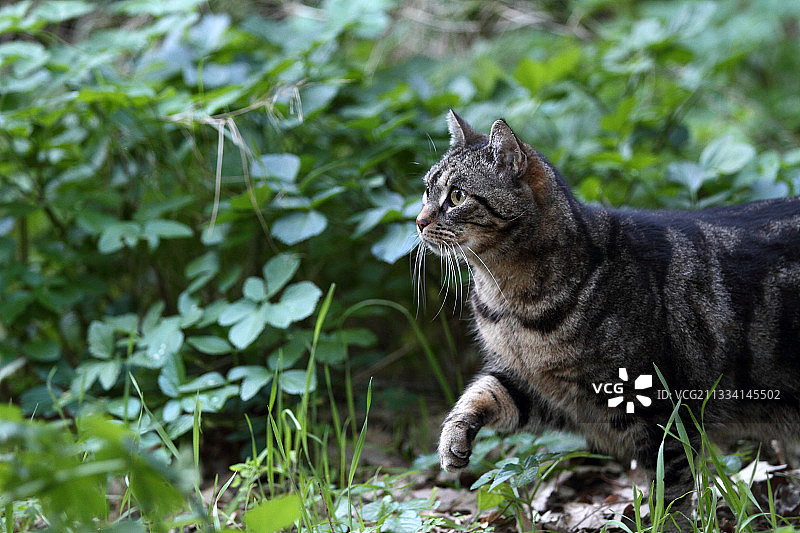 冬季花园中潜伏的欧洲斑猫 - 法国图片素材