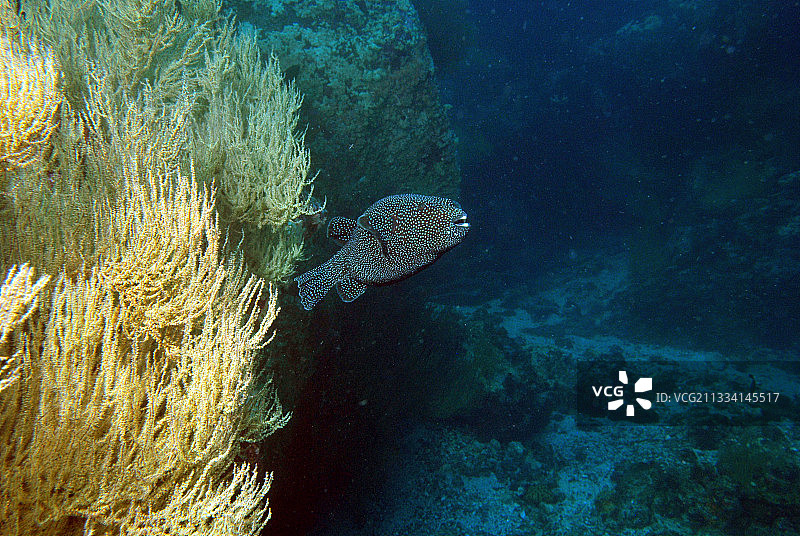 黑珊瑚上的珠鸡河豚 - 加拉帕戈斯群岛图片素材