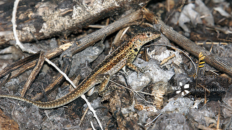 岩石上的熔岩蜥蜴-圣克鲁斯加拉帕戈斯图片素材