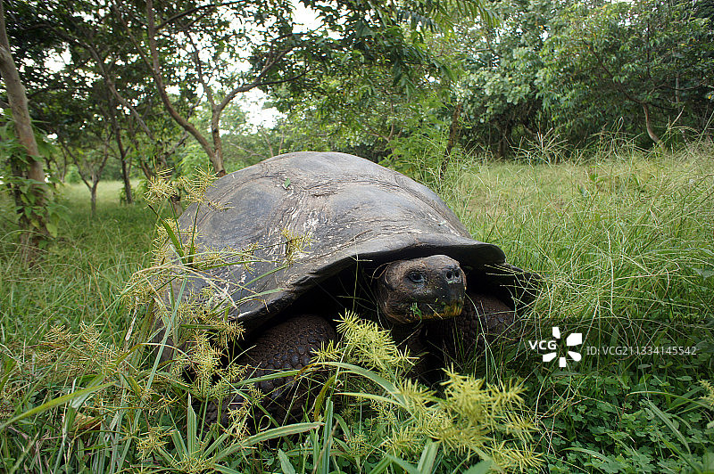加拉帕戈斯象龟：圣克鲁斯岛草地风光图片素材