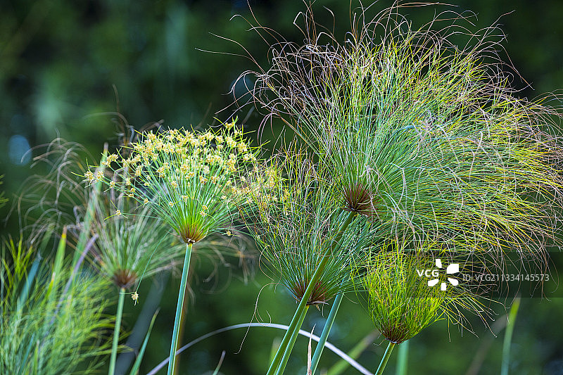 纸莎草-赞比亚卡桑卡国家公园图片素材