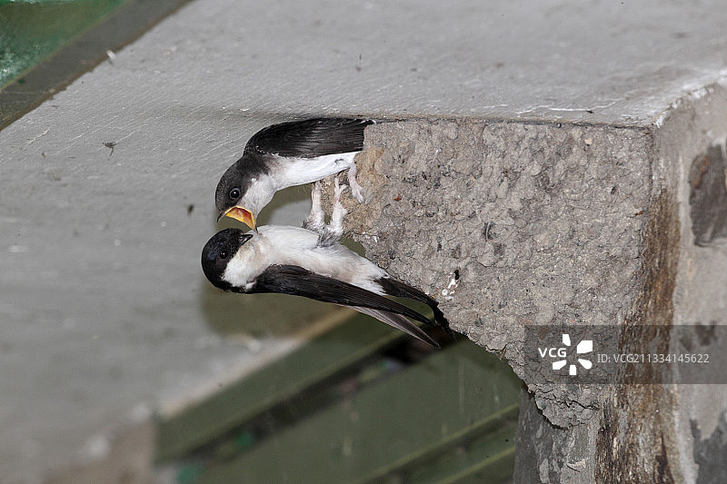 家燕在巢中喂食—英国威尔士图片素材