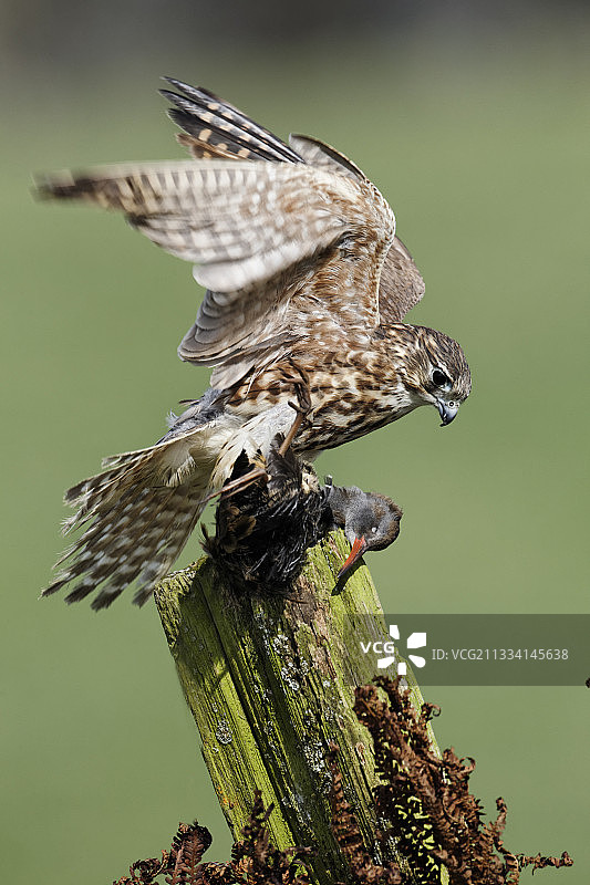 雌性猎隼与英国水轨图片素材