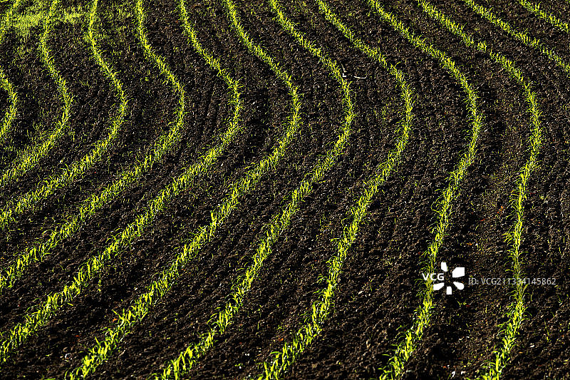 法国春天的玉米田图片素材