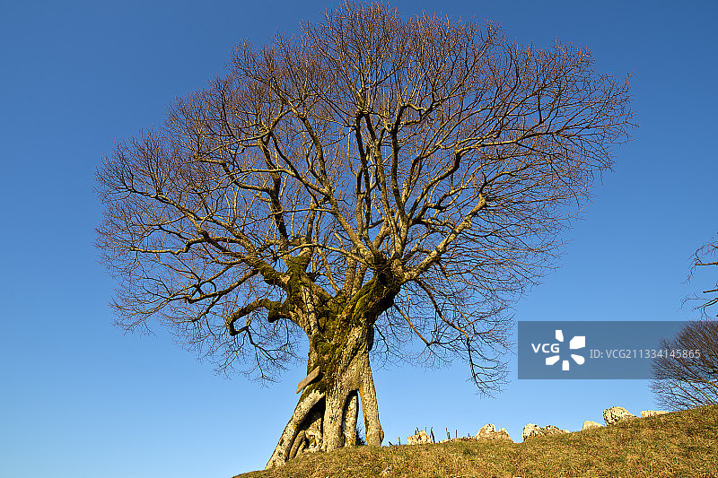 种植于16世纪的400年菩提树图片素材