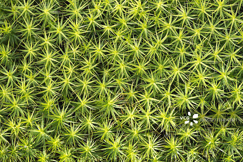 法国塞兰-比热沼泽中的聚伞藓图片素材